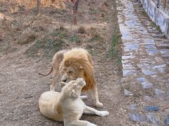 -石家庄市动物园