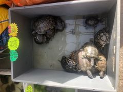 -中环花鸟鱼虫市场