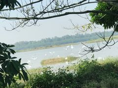 -大湾区中央湿地公园