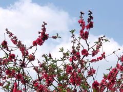 -南国桃园旅游度假区