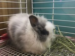 -宠物兔专门店(天丰利市场店)