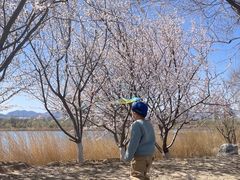 -永定河休闲森林公园