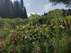 -深圳仙湖植物园-停车场