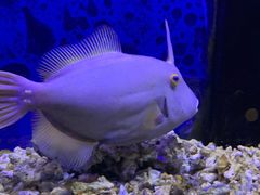 -沙沙哗啦海洋馆(华宇百花谷店)