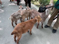 -辛玛王国游乐园