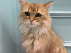 -安格丽娜·狗咖·猫咖羊驼咖(春熙路百盛商场店)
