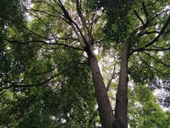-安仁古镇