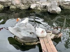 -龙华素斋(龙华路店)