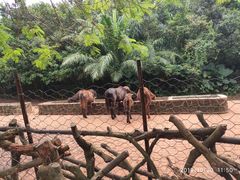 -海南热带野生动植物园