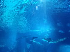 -暹罗海洋世界