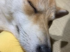 -逗柴咖啡屋·狗咖猫咖宠物桌游