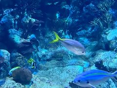-香港海洋公园