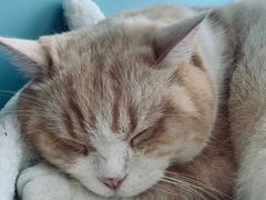 -遇见羊驼·奶狗咖·布偶猫咖·法斗柯基柴犬阿拉斯加(春熙路太古里IFS店)