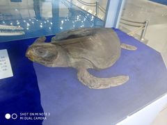 -上海海洋大学鱼文化博物馆(军工路校区)