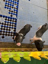 -萌宠亲子动物乐园(槐房万达店)