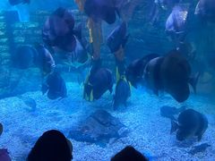 -烟台海昌鲸鲨海洋公园