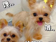 -宠爱多约克夏马尔济斯泰迪小型犬专卖