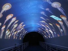 -贝壳梦幻世界