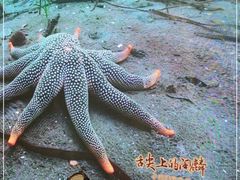 -大连湾旭日·家宴·海肠捞饭(马栏广场店)