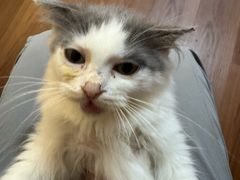 -楼上猫咖(罗湖店)