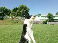 -良成狗狗乐园