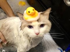 -袖虎宠物·金渐层缅因猫舍(灵芝店)