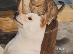 -more than meow吴止猫主题餐厅(承德 中船汇店)