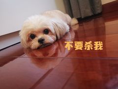 -成都民大动物医院