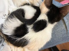 -楼上猫咖(罗湖店)