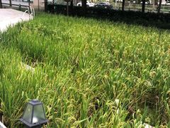 -证大喜玛拉雅中心
