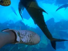 -迪拜水族馆及水下动物园