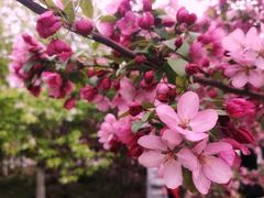-海棠花溪(元大都城垣遗址公园)