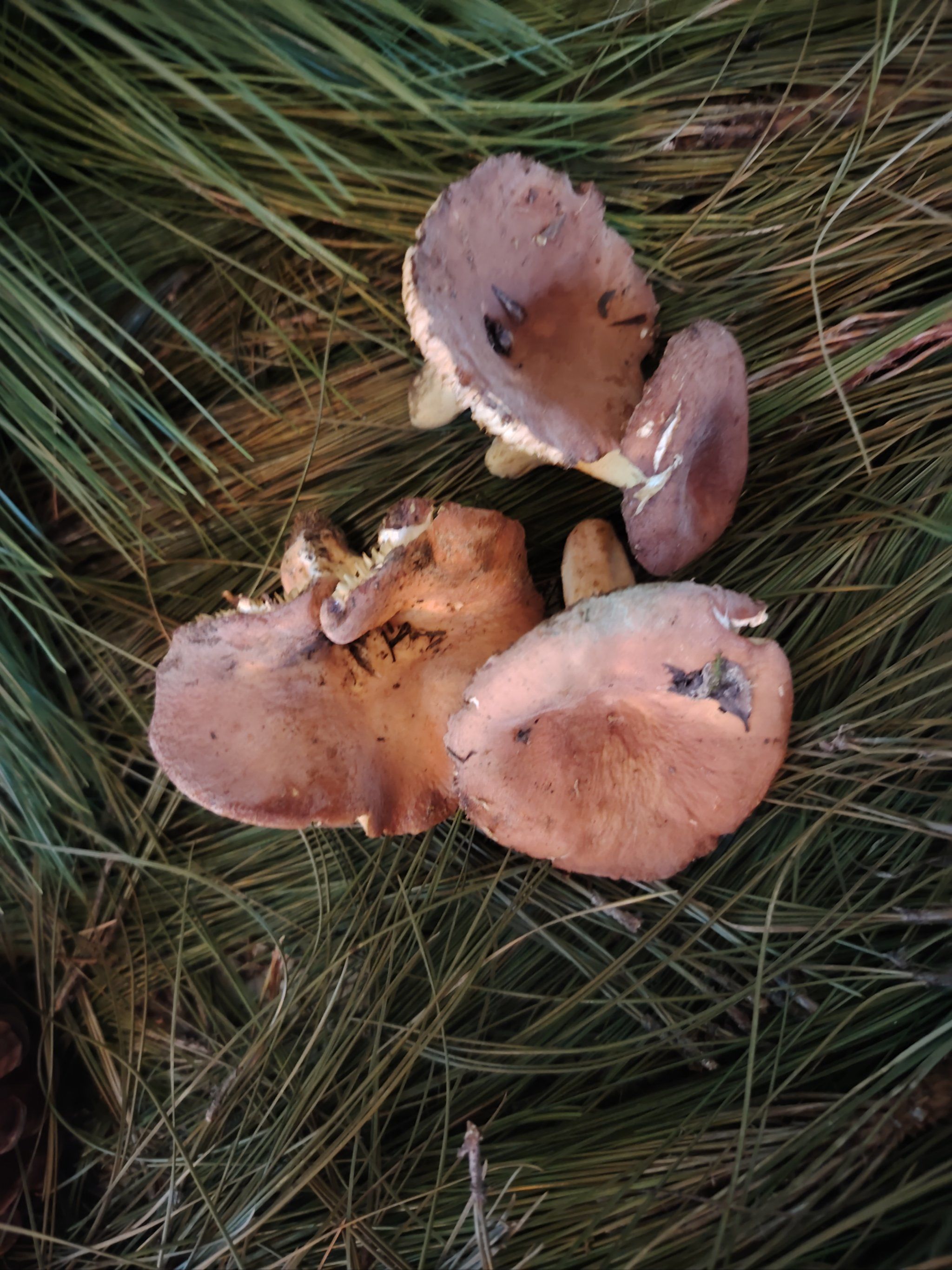 奶浆菌是一种可以食用,且美味的菌种.生长