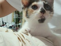 -宠颐生宠物医院·异宠猫科内科·诊疗中心宠巢店