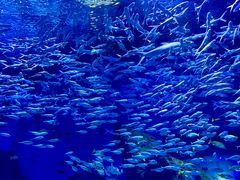 -海合安武汉极地海洋公园