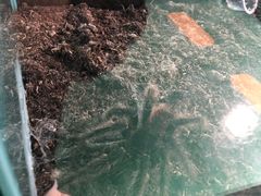 -上海大自然野生昆虫馆(东方明珠·爬宠昆虫探索中心)