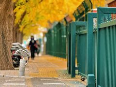 -三里屯东五街银杏大道