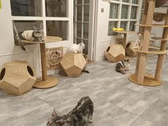 -楼上猫咖(罗湖店)