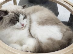 -喵园·猫主题咖啡厅·撸猫·猫咖(国贸店)