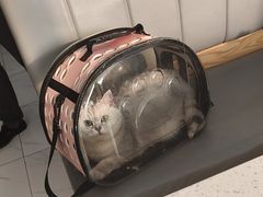 -艾贝尔宠物医院·24H转诊中心·肿瘤猫专科(江宁双龙店)