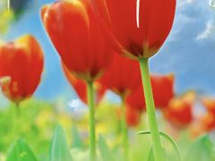 -都江堰玫瑰花溪谷