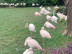 -广州长隆飞鸟乐园