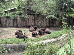 -清迈夜间动物园