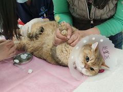 -北京观赏动物医院·24小时大型综合·猫专科·异宠专科