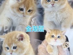 -lincat·猫舍(广州店)