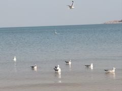 -金海滩海水浴场