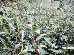 android_upload_pic-益茗阁·品茗·玩壶·赏石