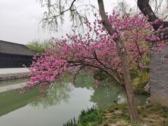 -扬州大运河文化旅游度假区·盆景园