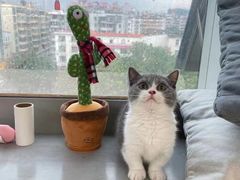 -lincat·猫舍(广州店)