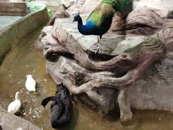 -Zoolung Zoolung动物主题公园(海信广场店)